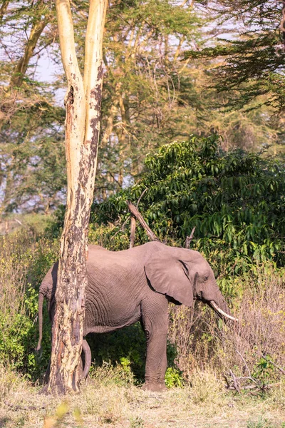 Elephant Beautiful Landscape Scenery Bush Savannah Game Drive Lake Manyara — Stock Photo, Image