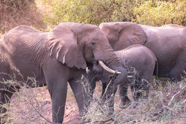 Elephant Beautiful Landscape Scenery Bush Savannah Game Drive Lake Manyara — Stock Photo, Image