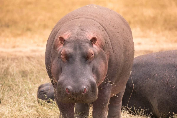 Hippopotame Dans Paysage Magnifique Savane Brousse Game Drive Dans Parc — Photo