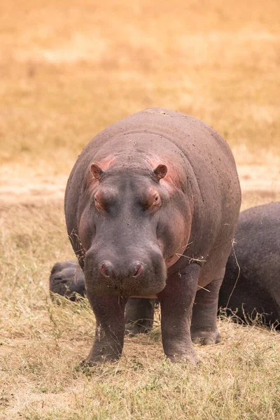 Hippo Vacker Landskap Landskap Landskap Buske Savann Spelenhet Ngorongoro Crater — Stockfoto