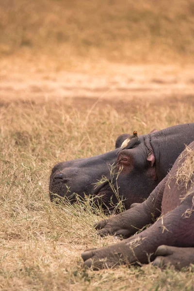 Hippopotame Dans Paysage Magnifique Savane Brousse Game Drive Dans Parc — Photo