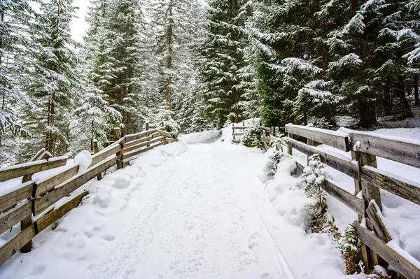 Paisaje Invierno Con Sendero Bosque Pinos Destino Viaje Invierno Para — Foto de Stock