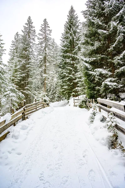 Paisagem Inverno Com Uma Trilha Pinhal Destino Viagem Inverno Para — Fotografia de Stock