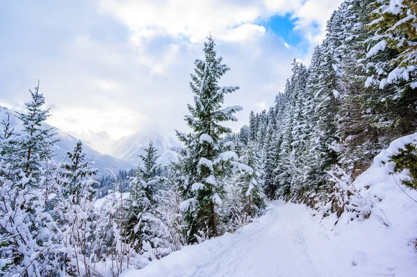 Vinterlandskap Med Sti Furuskog Vinterferiedestinasjon Rekreasjon Tirol Østerrike – stockfoto