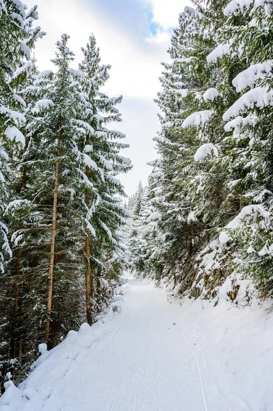 Paisaje Invierno Con Sendero Bosque Pinos Destino Viaje Invierno Para — Foto de Stock