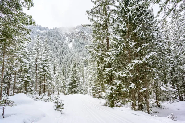 Paisaje Invierno Con Sendero Bosque Pinos Destino Viaje Invierno Para — Foto de Stock