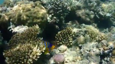 mercan ve kızıl denizde balık. Mısır