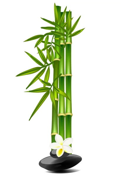 Letter Made Bamboo Tree — Stock Vector