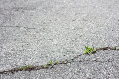 Gri asfalt çatladı. Gri dokular. Yolda beton asfalt çatlakları makro yakınçekim