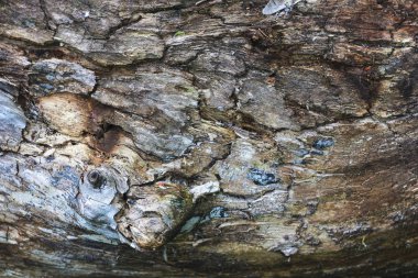 parke doku arka plan. Eski ahşap tahta doku arka plan