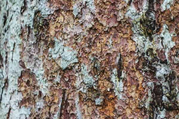 Фон текстуры лиственных пород древесины.
