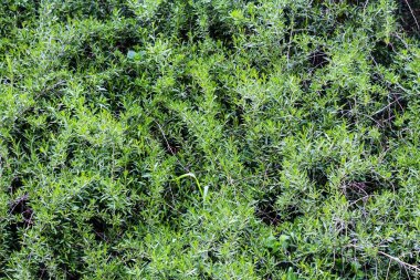 Doğal Yeşil çim doku. Mükemmel Golf veya futbol sahası arka plan. Üst yukarı görüş, yatay