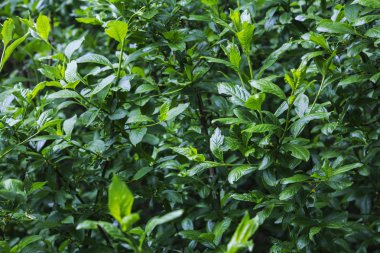 Doğal Yeşil çim doku. Mükemmel Golf veya futbol sahası arka plan. Üst yukarı görüş, yatay