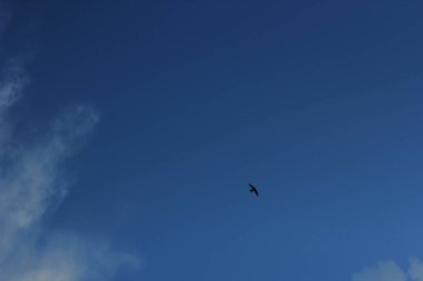 yaz bahar bulutlu mavi gökyüzü