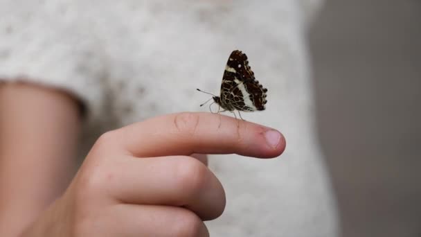 Una Mariposa Viva Sienta Dedo Niño — Vídeos de Stock