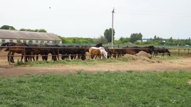 Diferentes Caballos Están Establo Comen Heno — Vídeos de Stock