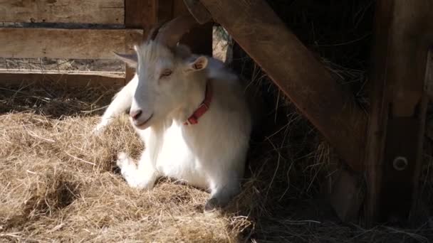 Beyaz Keçi Bir Ahır Yatıyor Saman Yiyor — Stok video
