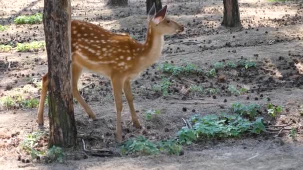 Een Jonge Herten Het Bos Staat Buurt Van Een Boom — Stockvideo