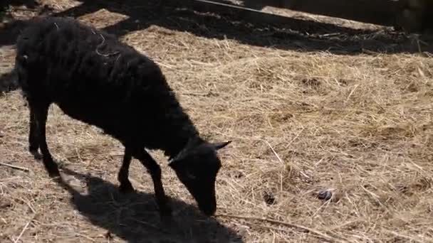 Black Sheep Walks Stall — Stock Video