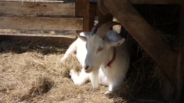 White Goat Lies Stall Eats Hay — Stock Video