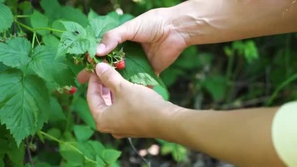 一个女孩从灌木丛中撕开覆盆子的浆果 — 图库视频影像