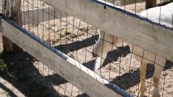 Cabra Branca Balança Cabeça Atrás Das Cercas — Vídeo de Stock