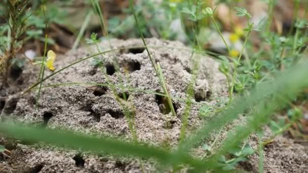 Formigas Estão Correndo Torno Formigueiro — Vídeo de Stock