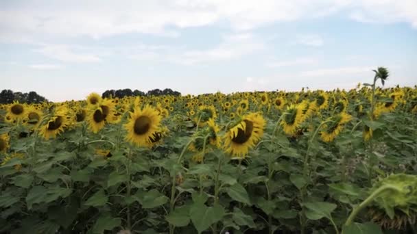 Ein Großes Feld Von Sonnenblumen Unter Einem Klaren Blauen Himmel — Stockvideo