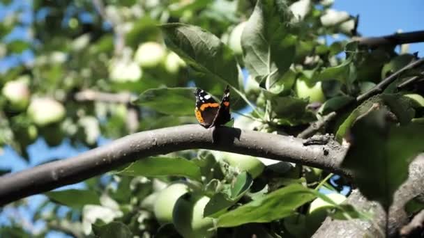 Bir Kelebek Bir Elma Ağacı Dalı Üzerinde Oturur — Stok video