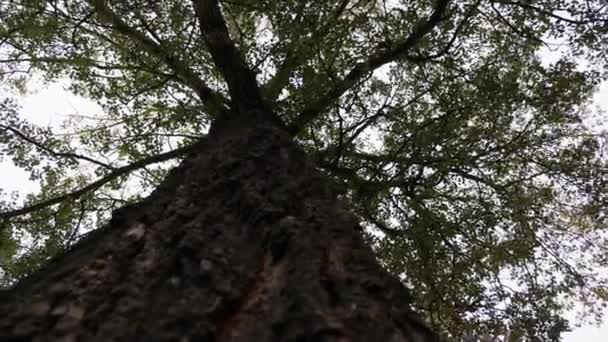 Gran Tronco Árbol Abajo Hacia Arriba — Vídeo de stock