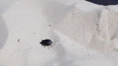 Böcek kumda sürünür.