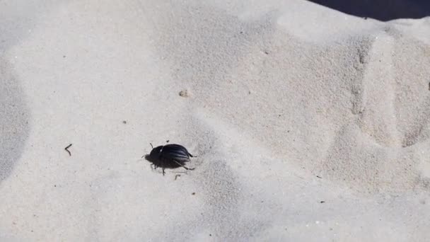 甲壳虫在沙滩上爬行 — 图库视频影像
