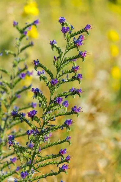 Blommande Vilda Blåeld Naturen — Stockfoto