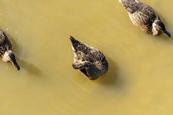 鸭子在肮脏的水里游泳 从上面查看 — 图库照片