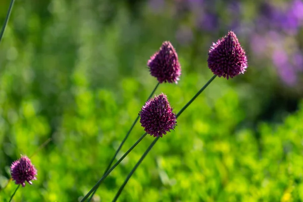 Blühender Allium Vineale Der Natur — Stockfoto