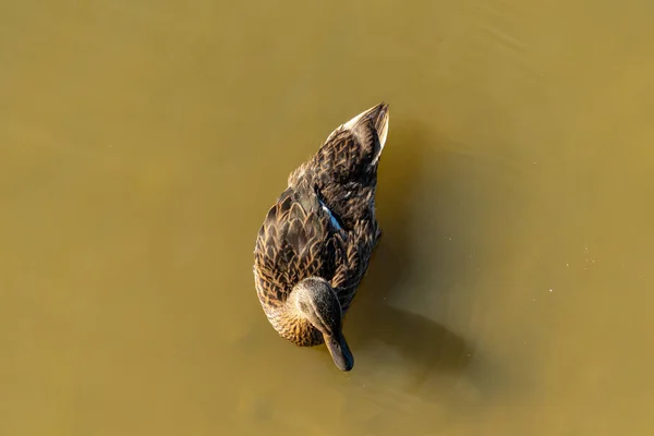 Patos Nadam Água Suja Vista Cima — Fotografia de Stock