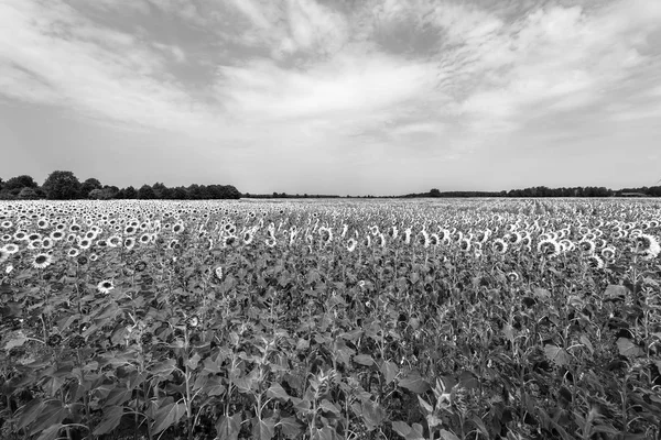Landbouw Boer Veld Met Zonnebloemen Zwart Wit — Stockfoto