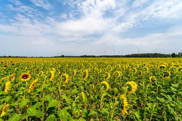 Landbouw Boer Veld Met Zonnebloemen — Stockfoto