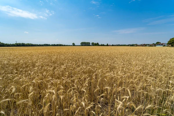 Agriculture Ripe Field Wheat — Stock Photo, Image