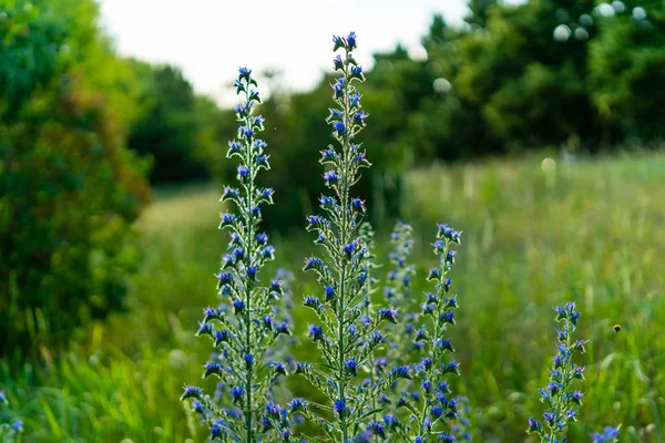 Blommande Blåeld Fältet — Stockfoto