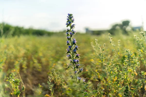 Blommande Blåeld Fältet — Stockfoto