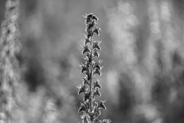 Kwitnienia Żmijowiec Zwyczajny Polu Czarno Białe — Zdjęcie stockowe