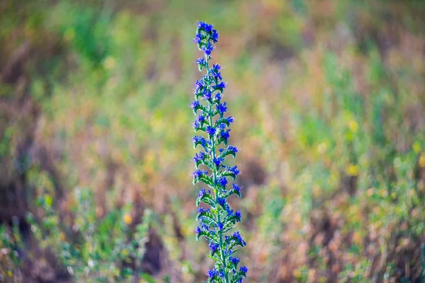 Flowering Echium Vulgare Field — Stock Photo, Image