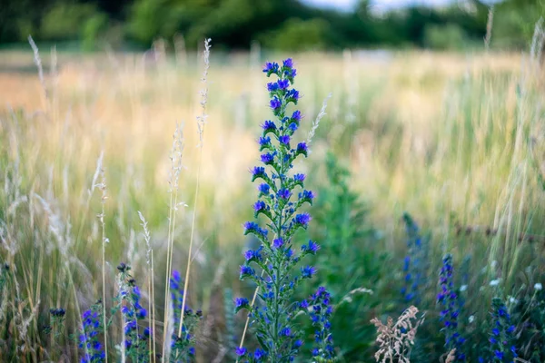 Blommande Blåeld Fältet — Stockfoto