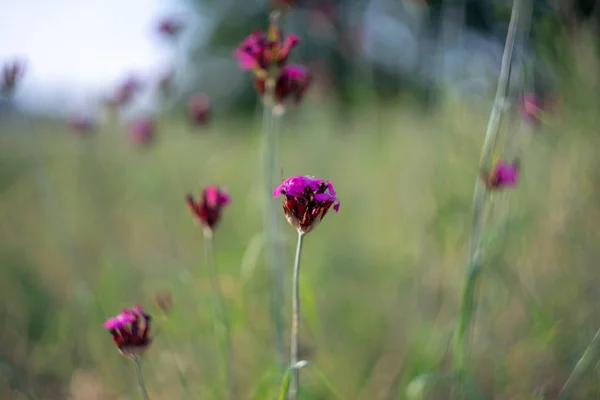 Floraison Dianthus Cruentus Dans Domaine — Photo