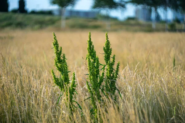 Vaste Plant Rumex Crispus Het Veld — Stockfoto