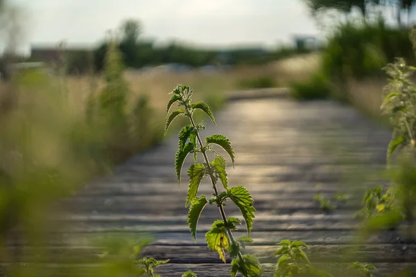 Nokkosen Urtica Varsi Lehdet Taustavalossa Pellolla — kuvapankkivalokuva