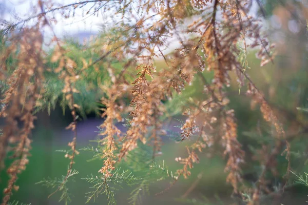 Las Ramas Del Arbusto Inusual Tamarix Tetrandra Profundidad Superficial Del — Foto de Stock