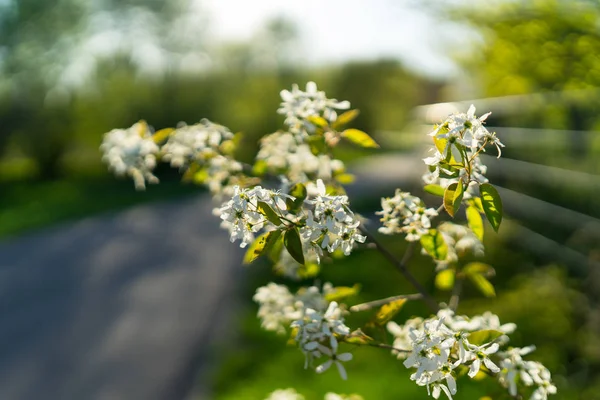 最初の春花の茂みや木 ザイフリボク属クローズ アップの白い花 — ストック写真