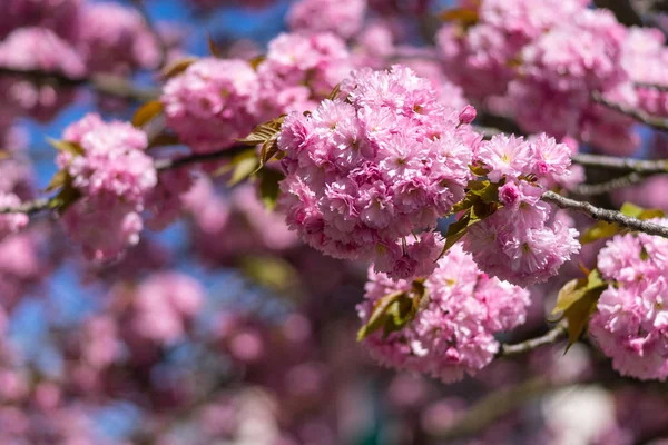 Blütezeit Sakura Blüten Aus Nächster Nähe — Stockfoto